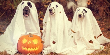 Ghosting: Nicht nur an Halloween ein Problem