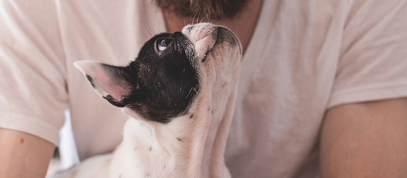 Partnervermittlung hundebesitzer