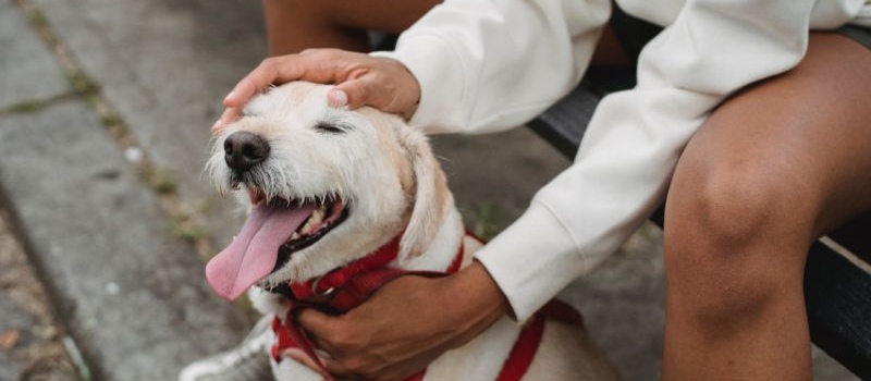 Mit Hund oder Katze klappt es besser beim Daten