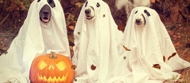 Ghosting: Nicht nur an Halloween ein Problem!